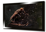 fly, nature, wing, collage, tv, screen, marko