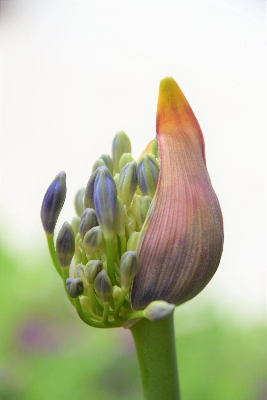 spring, blooming, beautiful flowers, botanical, garden, flowers, flower wallpaper, flower background, plant, nature, summer, botany, decorative, colorful, violet, lavender, wow, beautiful, stunning, gardening